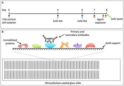 Anesthetics inhibit phosphorylation of the ribosomal protein S6 in mouse cultured cortical cells and developing brain